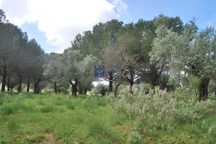 Terreno para Venda em Torres Novas (São Pedro), Lapas e Ribeira Branca Foto 62