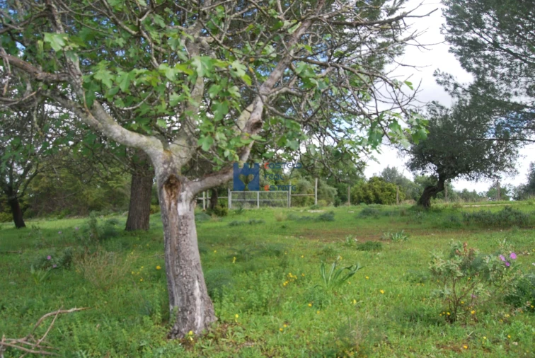 Terreno para Venda em Torres Novas (São Pedro), Lapas e Ribeira Branca Foto 45