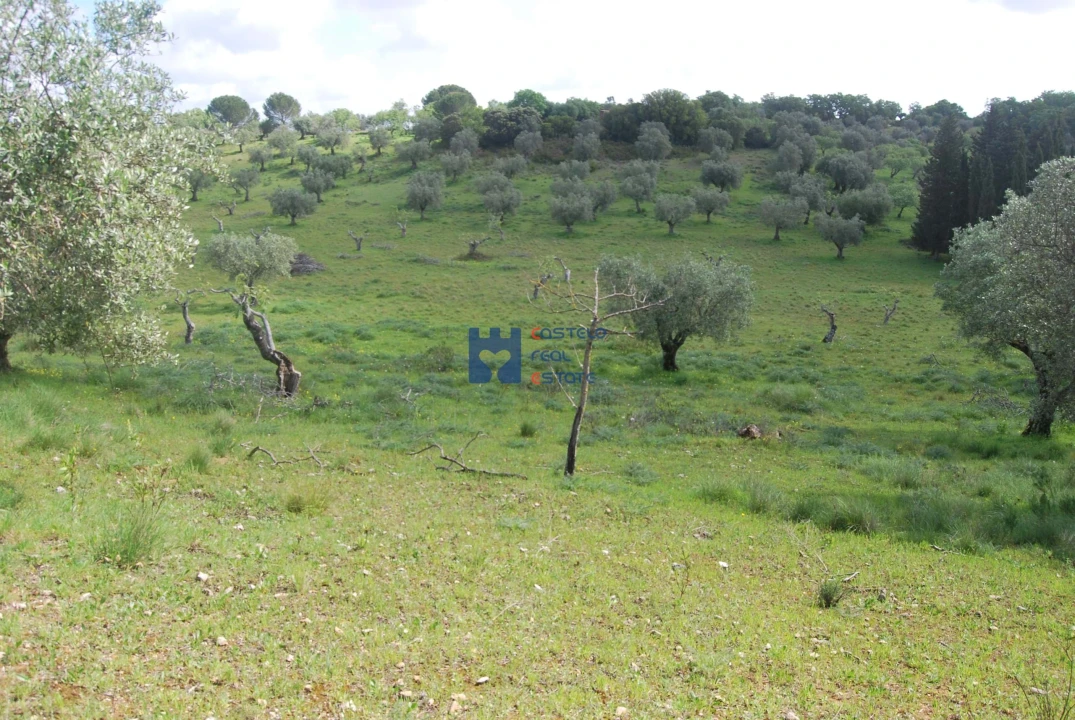 Terreno para Venda em Torres Novas (São Pedro), Lapas e Ribeira Branca Foto 26