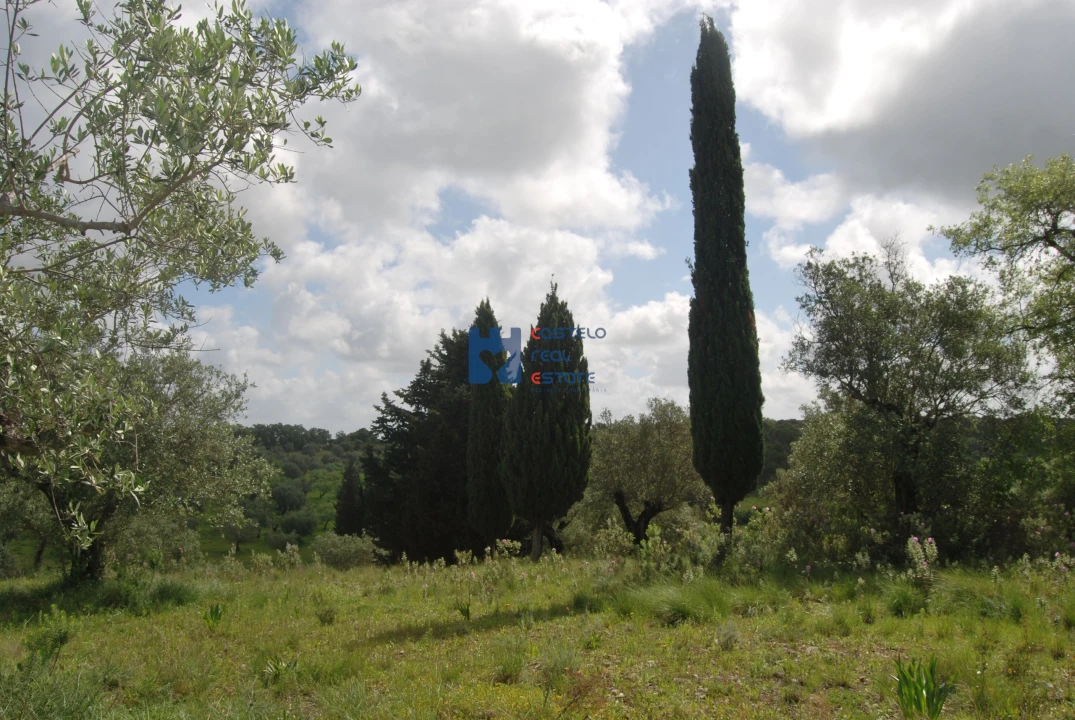 Terreno para Venda em Torres Novas (São Pedro), Lapas e Ribeira Branca Foto 17