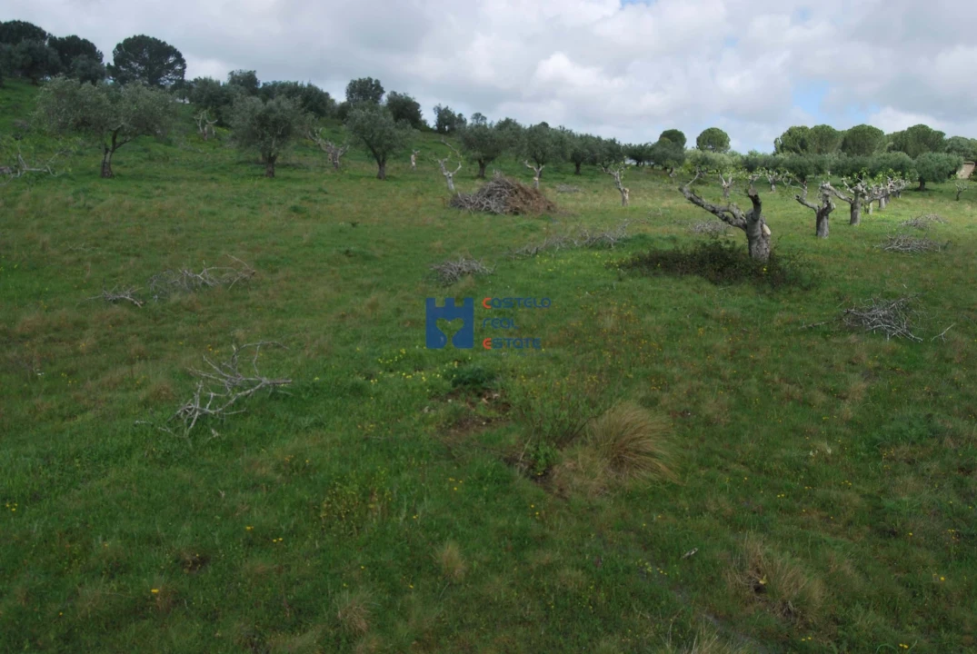 Terreno para Venda em Torres Novas (São Pedro), Lapas e Ribeira Branca Foto 37
