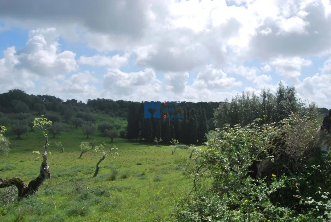 Terreno para Venda em Torres Novas (São Pedro), Lapas e Ribeira Branca Foto 31