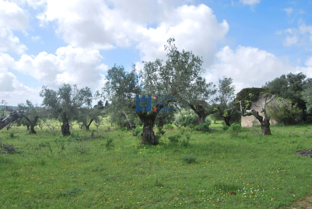 Terreno para Venda em Torres Novas (São Pedro), Lapas e Ribeira Branca Foto 54