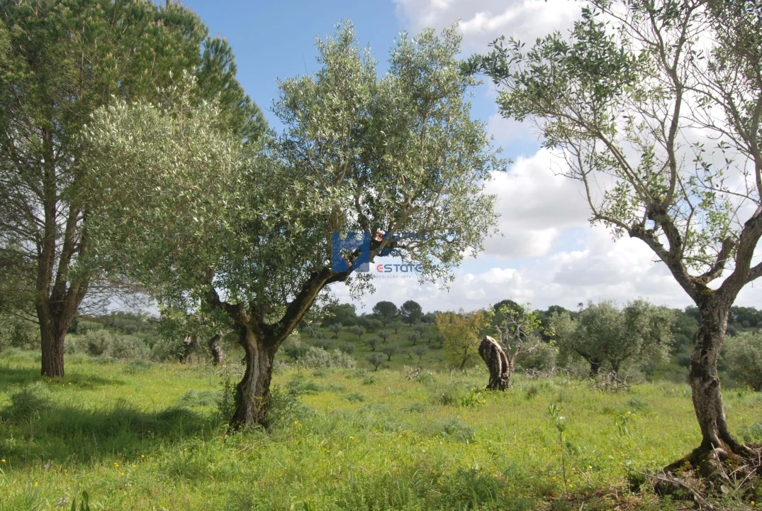 Terreno para Venda em Torres Novas (São Pedro), Lapas e Ribeira Branca Foto 15
