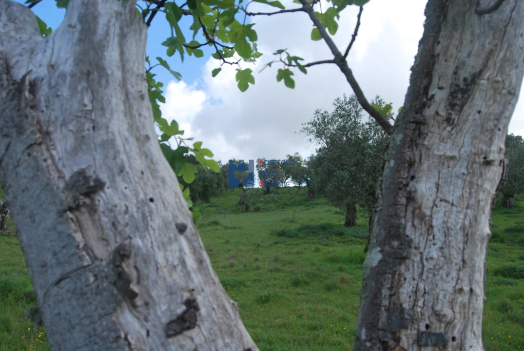 Terreno para Venda em Torres Novas (São Pedro), Lapas e Ribeira Branca Foto 39
