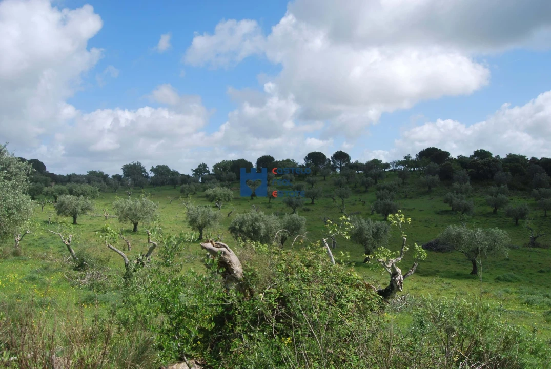 Terreno para Venda em Torres Novas (São Pedro), Lapas e Ribeira Branca Foto 30