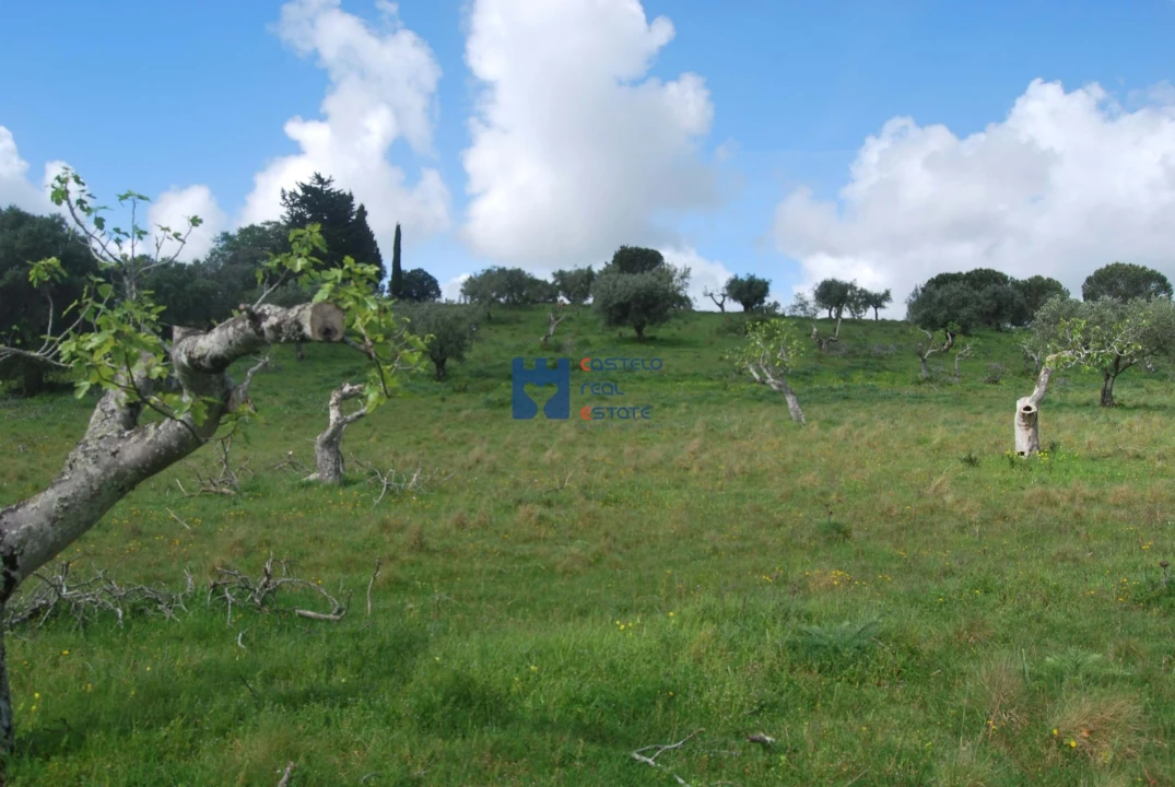 Terreno para Venda em Torres Novas (São Pedro), Lapas e Ribeira Branca Foto 35