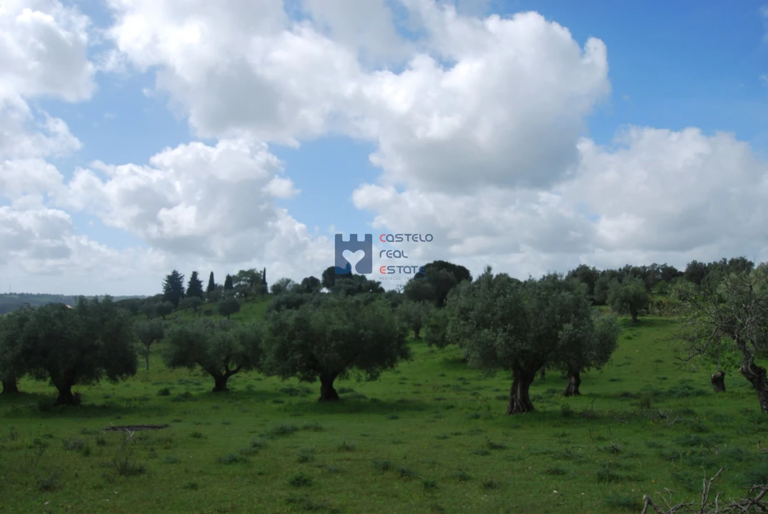 Terreno para Venda em Torres Novas (São Pedro), Lapas e Ribeira Branca Foto 56