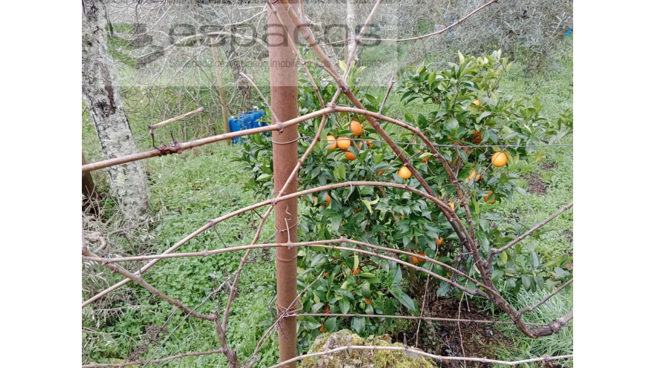 Quinta T1 para Venda em Souto da Casa Foto 27