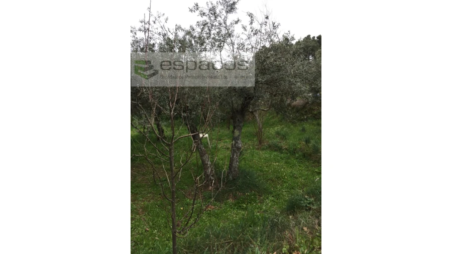 Quinta T1 para Venda em Souto da Casa Foto 14