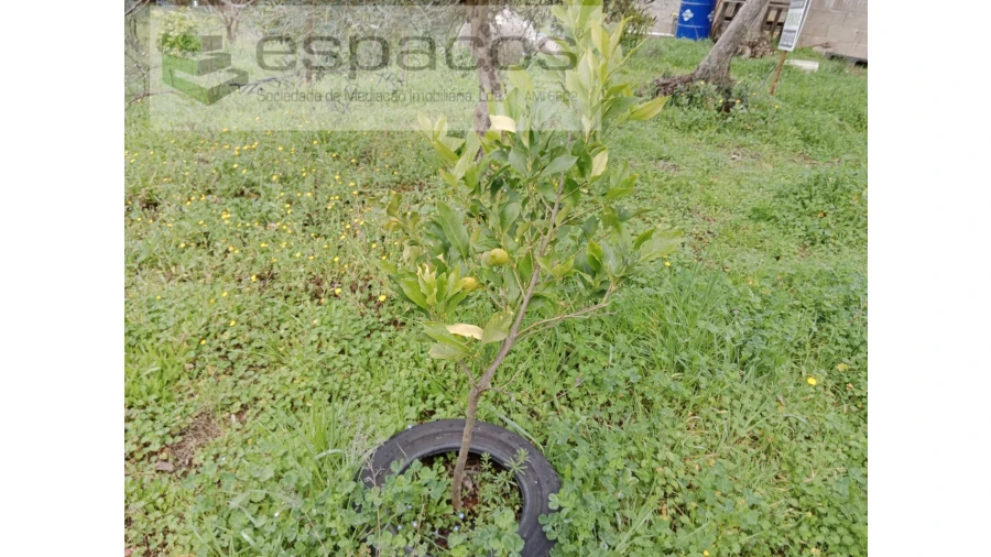 Quinta T1 para Venda em Souto da Casa Foto 26