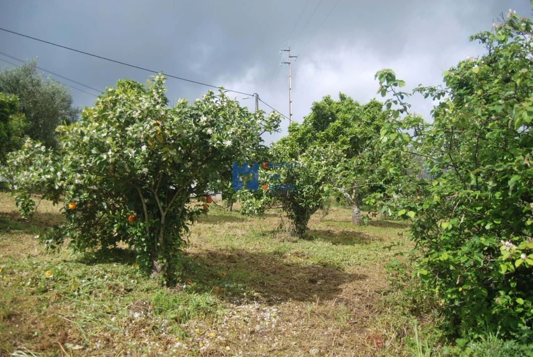 Terreno para Venda em Pedrogão Foto 8