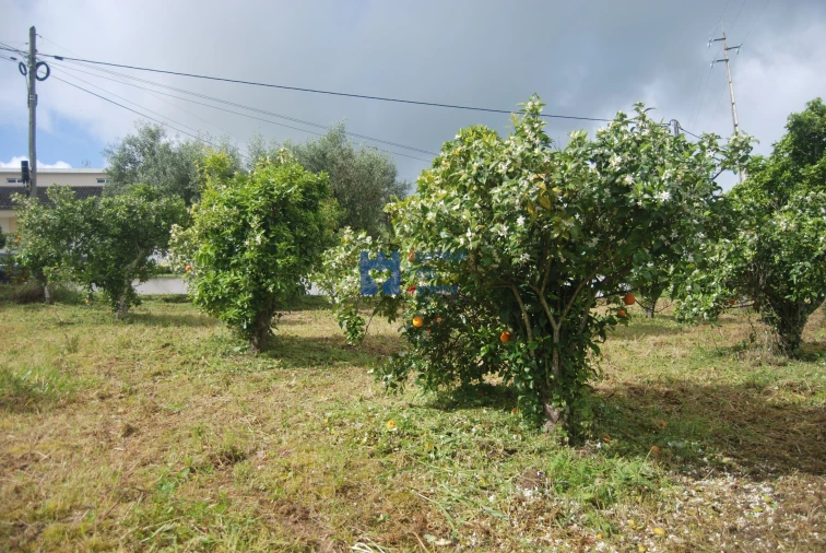 Terreno para Venda em Pedrogão Foto 7