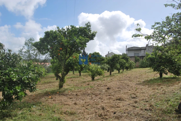 Terreno para Venda em Pedrogão Foto 9
