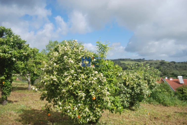 Terreno para Venda em Pedrogão Foto 16