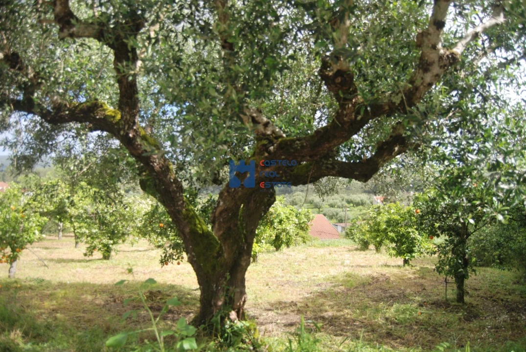 Terreno para Venda em Pedrogão Foto 14