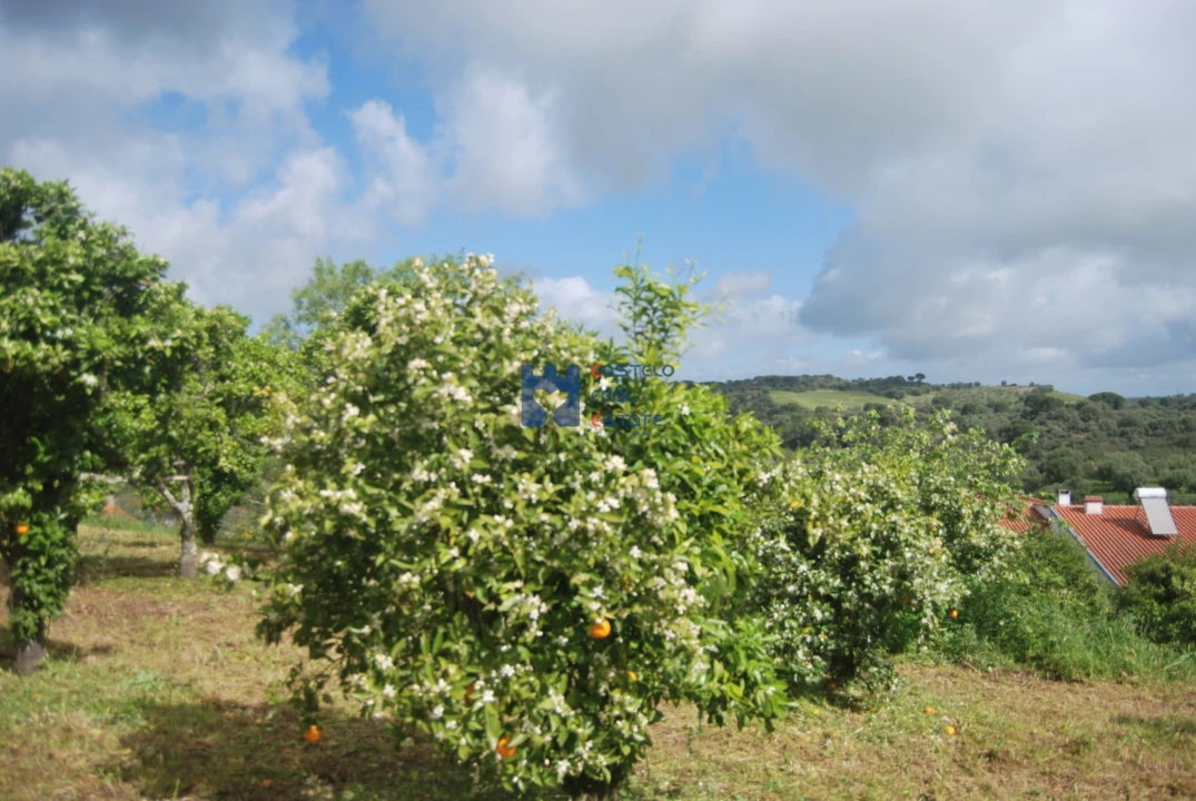 Terreno para Venda em Pedrogão Foto 16