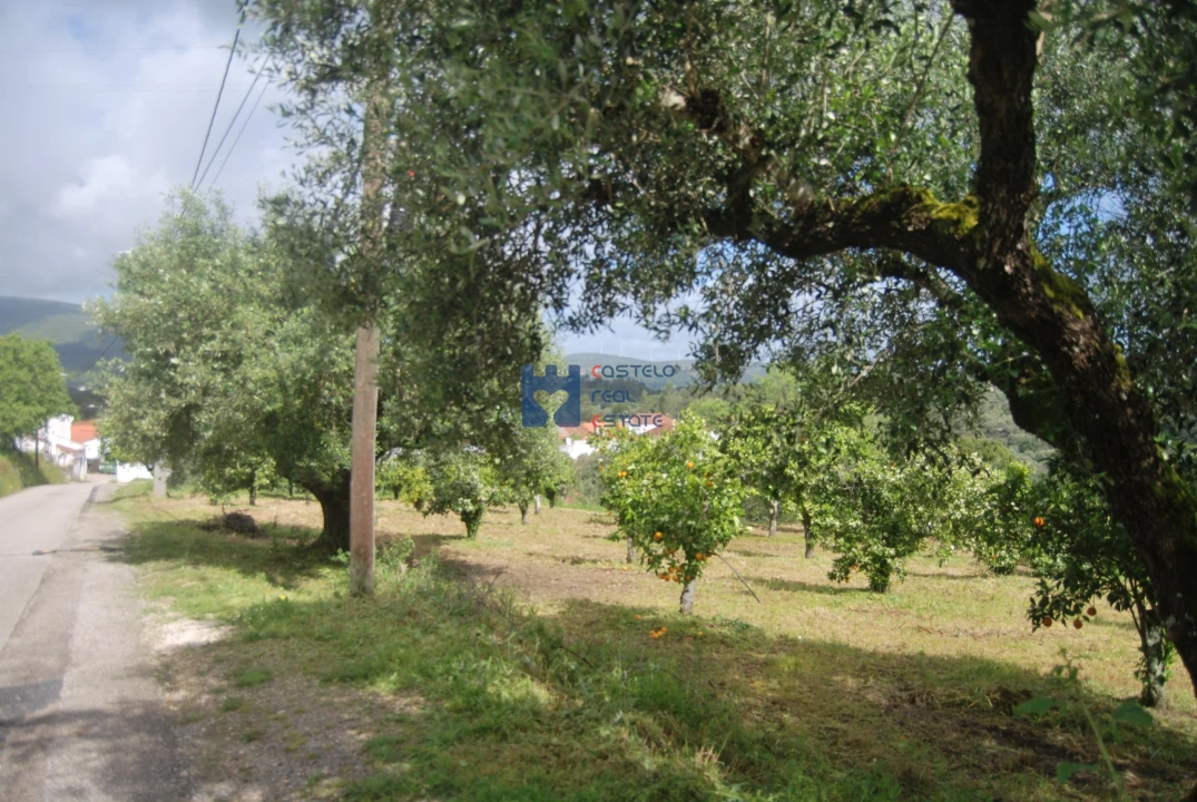 Terreno para Venda em Pedrogão Foto 13
