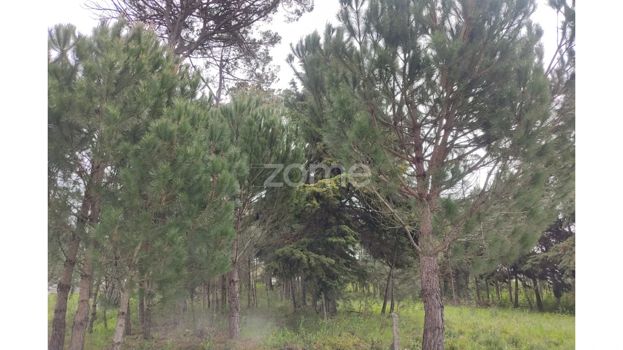 Terreno para Venda em Carvalhal Redondo e Aguieira Foto 3