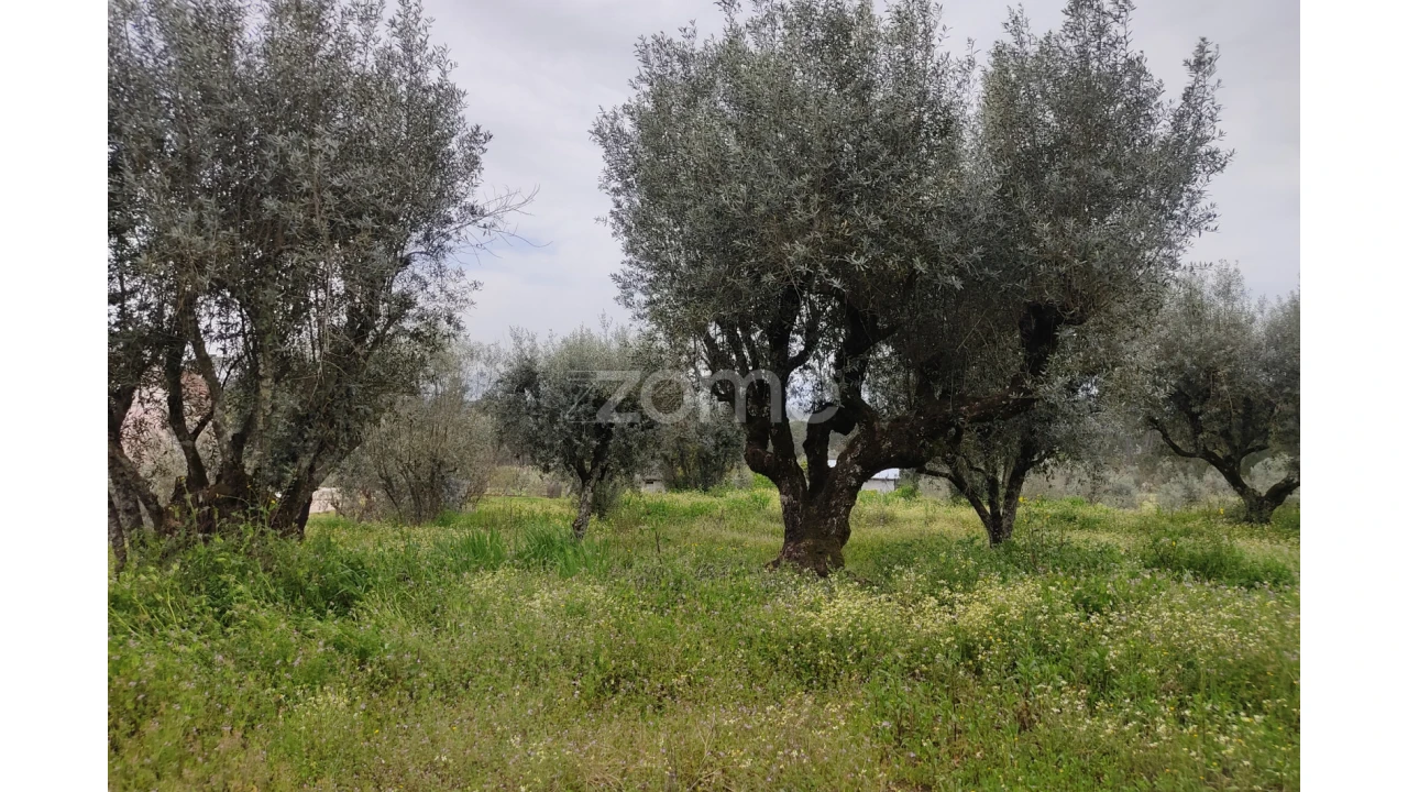 Terreno para Venda em Carvalhal Redondo e Aguieira Foto 21