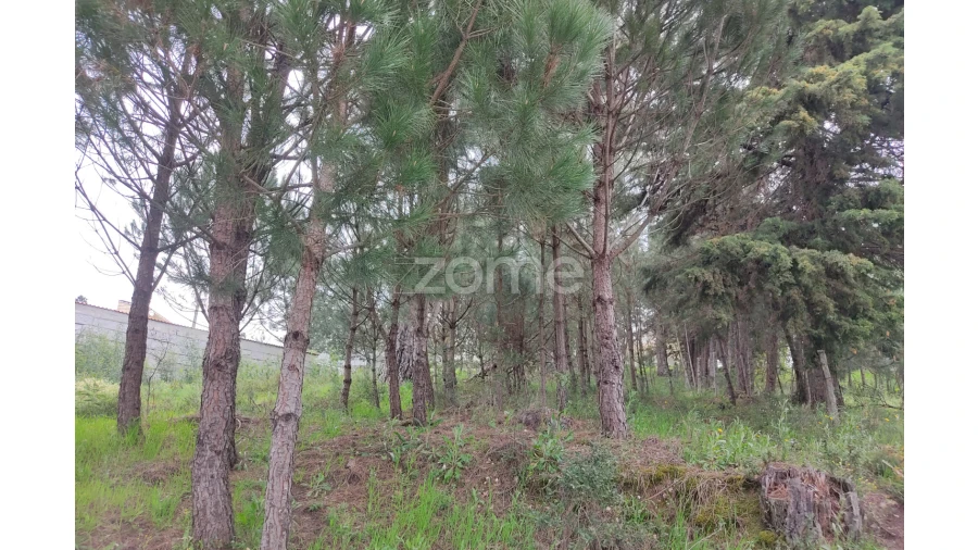 Terreno para Venda em Carvalhal Redondo e Aguieira Foto 15