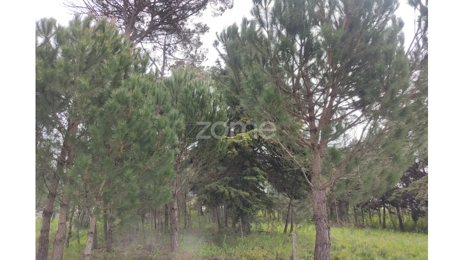 Terreno para Venda em Carvalhal Redondo e Aguieira Foto 3