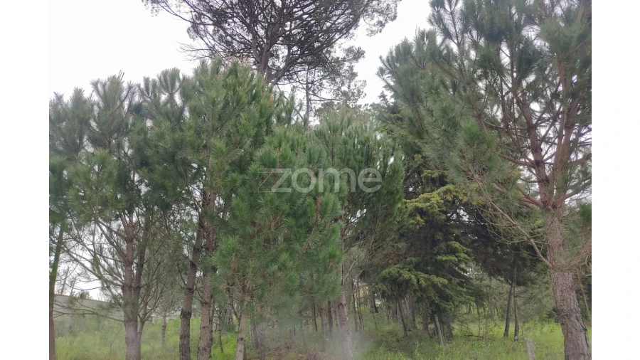 Terreno para Venda em Carvalhal Redondo e Aguieira Foto 5