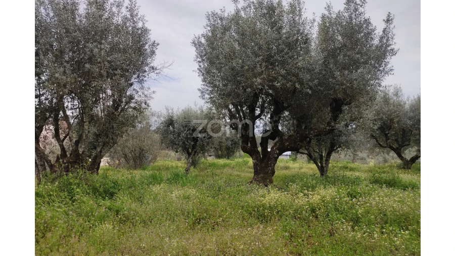 Terreno para Venda em Carvalhal Redondo e Aguieira Foto 22