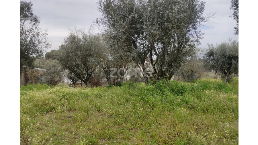 Terreno para Venda em Carvalhal Redondo e Aguieira Foto 23