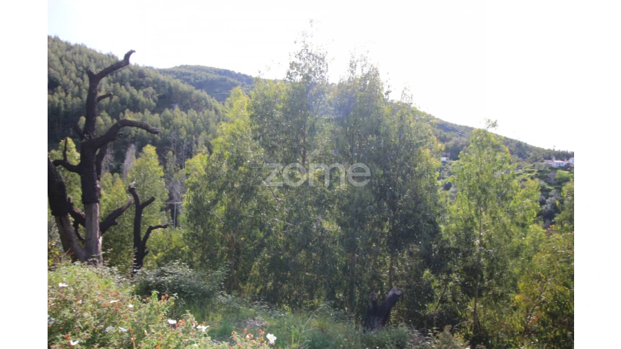 Terreno para Venda em Monchique Foto 5