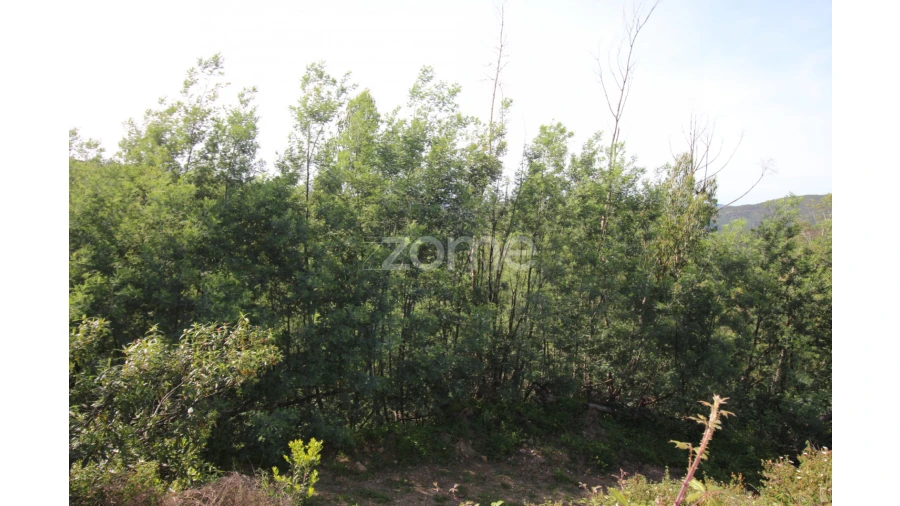 Terreno para Venda em Monchique Foto 7