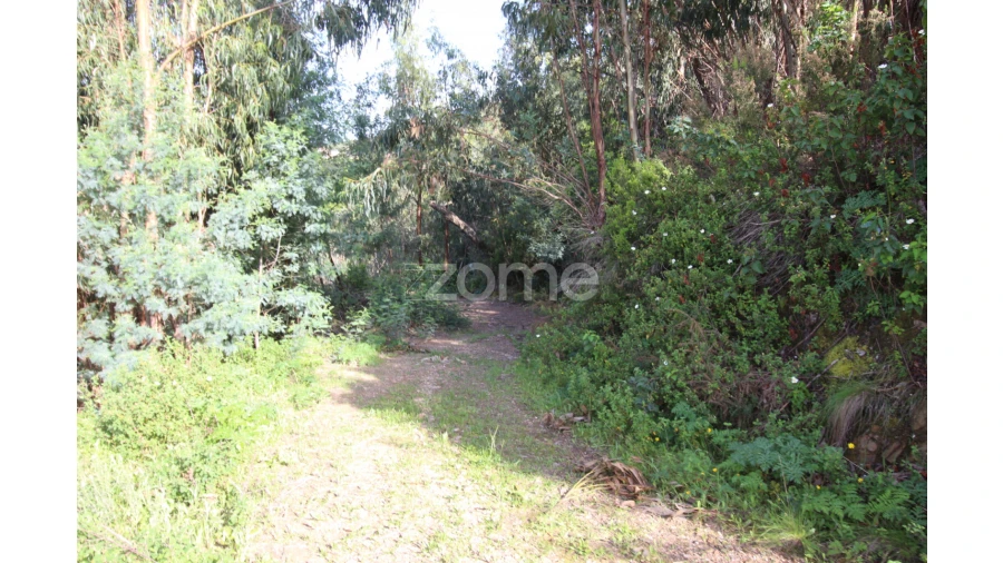 Terreno para Venda em Monchique Foto 11