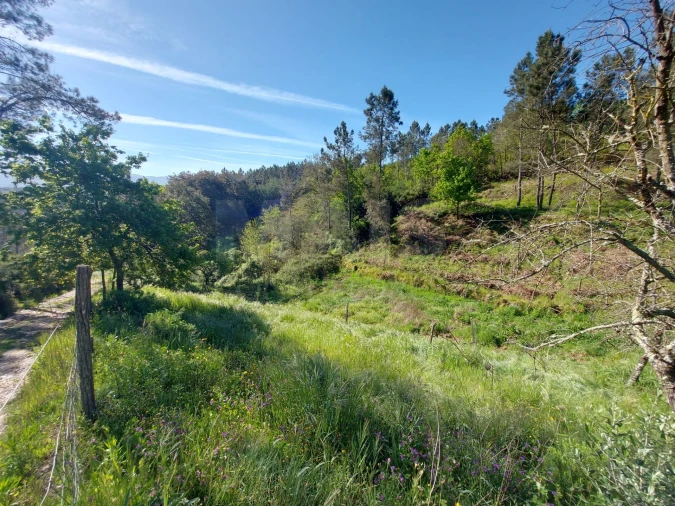 Terreno para Venda em Côja e Barril de Alva Foto 6