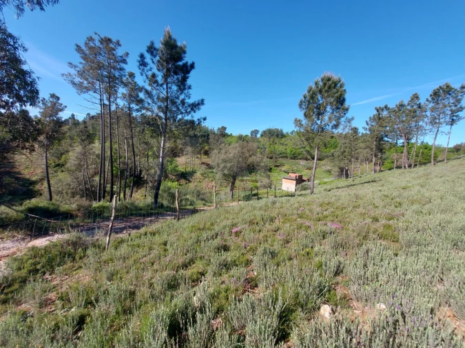 Terreno para Venda em Côja e Barril de Alva Foto 7