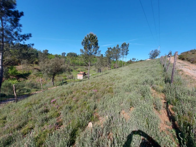 Terreno para Venda em Côja e Barril de Alva Foto 8