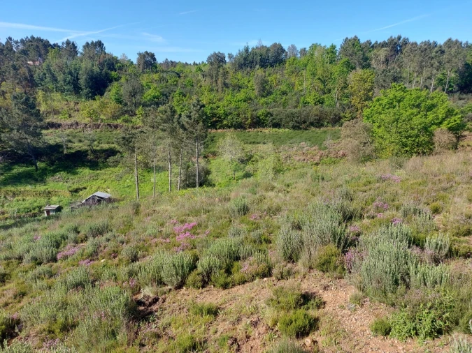 Terreno para Venda em Côja e Barril de Alva Foto 10
