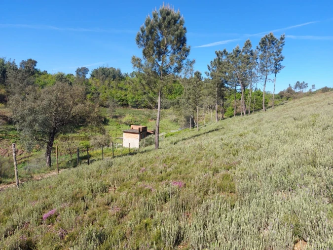 Terreno para Venda em Côja e Barril de Alva Foto 9