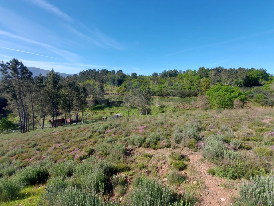 Terreno para Venda em Côja e Barril de Alva Foto 4