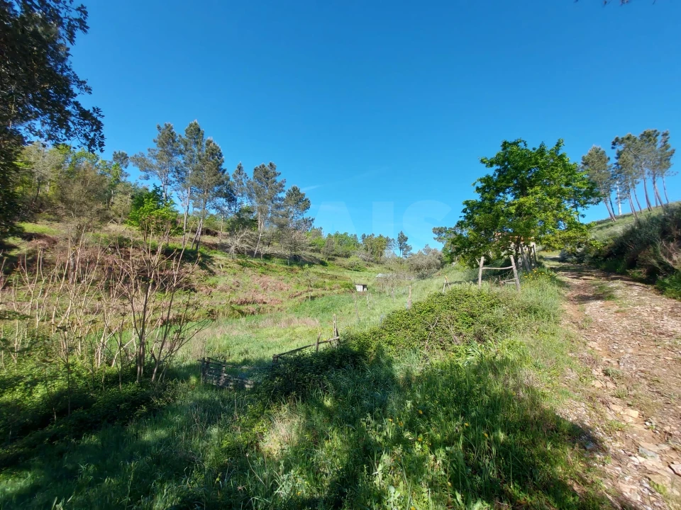 Terreno para Venda em Côja e Barril de Alva Foto 3