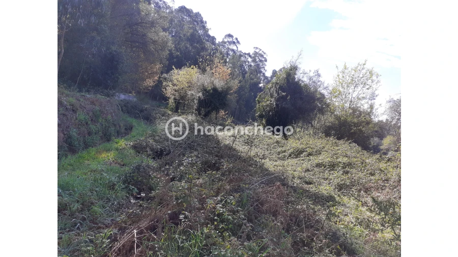 Terreno Agricola ou Rústico para Venda em Alvito (São Pedro e São Martinho) e Couto Foto 4