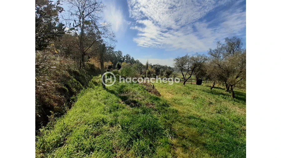 Terreno Agricola ou Rústico para Venda em Alvito (São Pedro e São Martinho) e Couto Foto 8