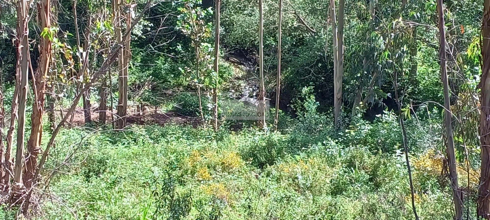 Terreno para Venda em Aljezur Foto 11