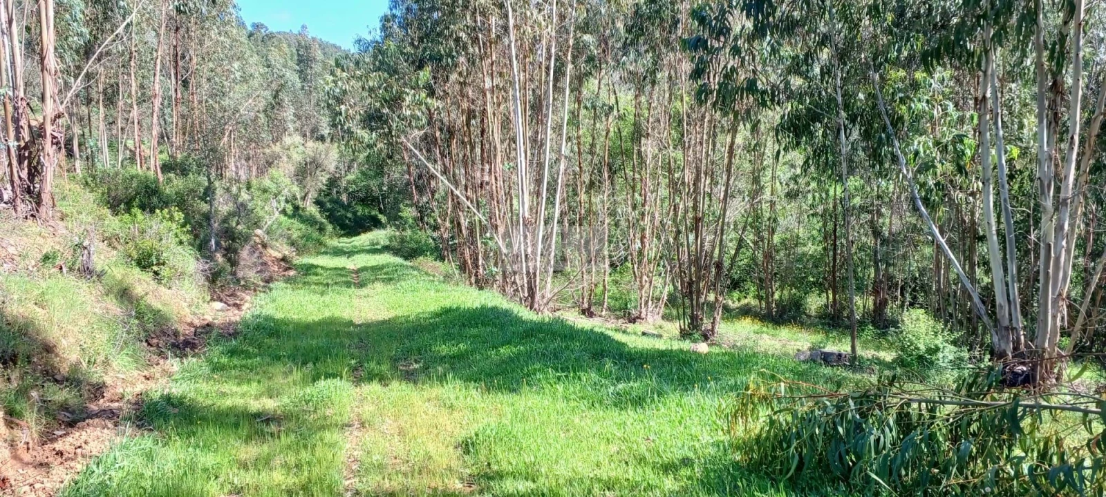 Terreno para Venda em Aljezur Foto 10