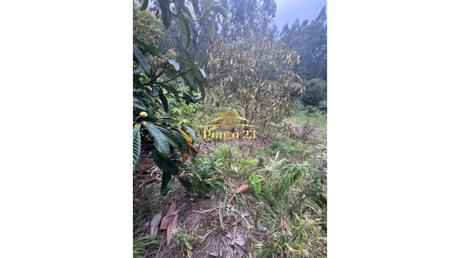 Terreno para Venda em Arco de São Jorge Foto 9