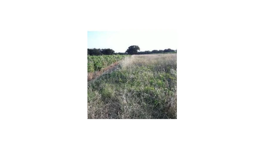 Terreno Agricola ou Rústico para Venda em Benfica do Ribatejo Foto 2