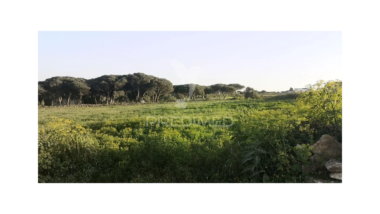Terreno para Venda em Santa Maria e São Miguel, São Martinho, São Pedro Penaferrim Foto 4