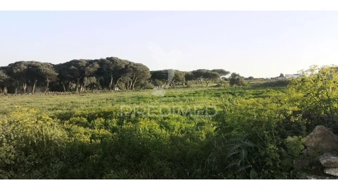 Terreno para Venda em Santa Maria e São Miguel, São Martinho, São Pedro Penaferrim