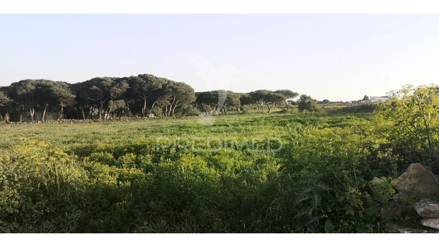 Terreno para Venda em Santa Maria e São Miguel, São Martinho, São Pedro Penaferrim Foto 4