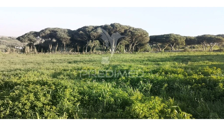 Terreno para Venda em Santa Maria e São Miguel, São Martinho, São Pedro Penaferrim Foto 9