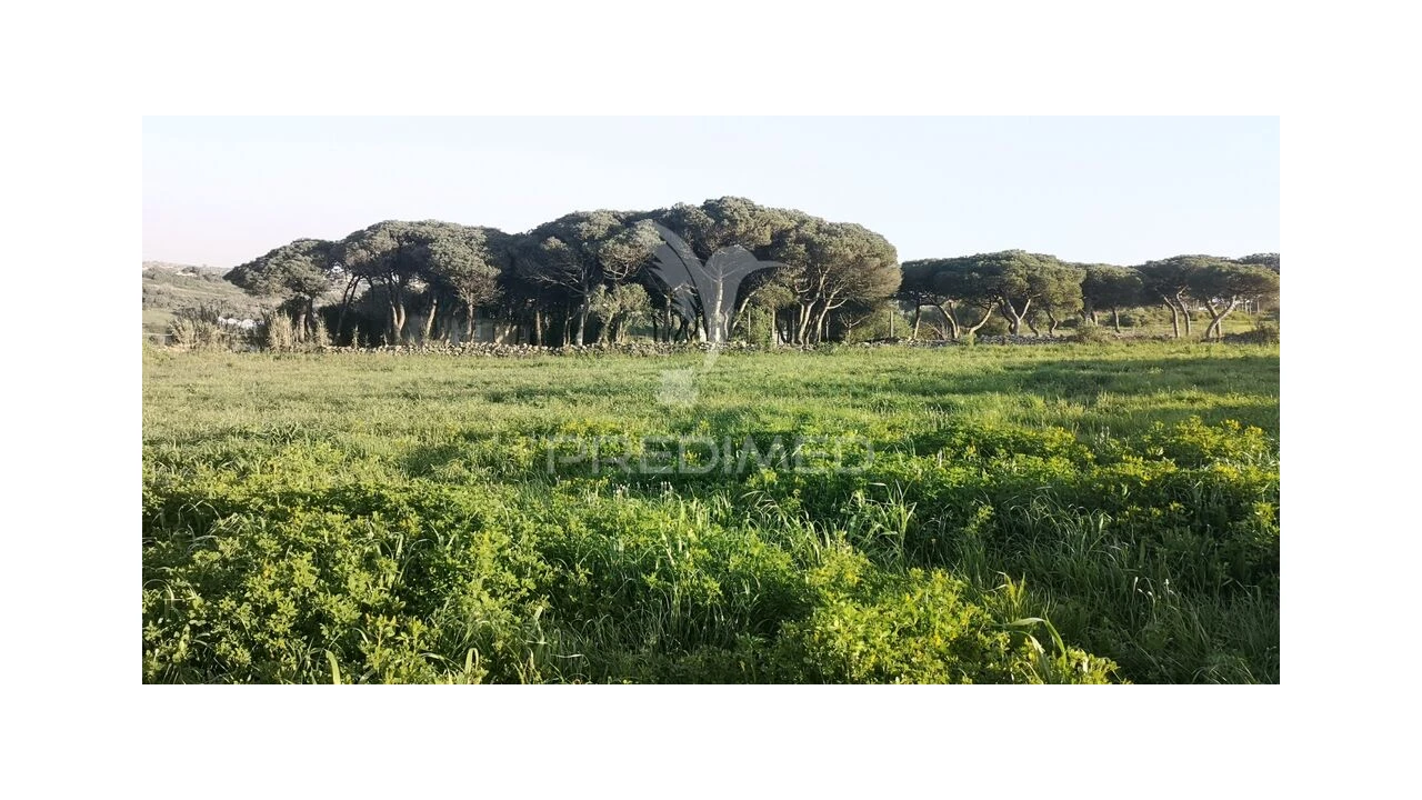Terreno para Venda em Santa Maria e São Miguel, São Martinho, São Pedro Penaferrim Foto 9